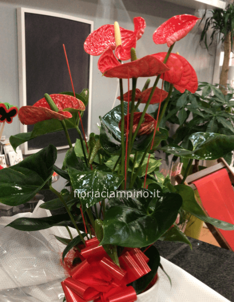 Pianta di anthurium