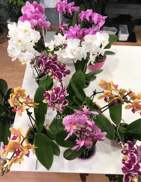 Mini phalenopsis con coprivaso ceramica