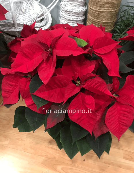 STELLA DI NATALE MEDIA