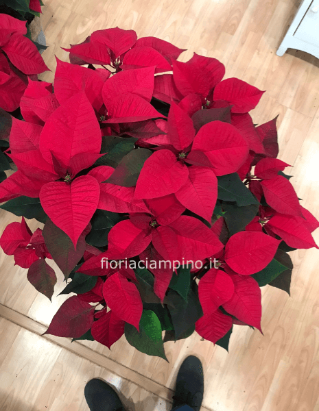 Stella di natale extra h 100